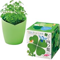 Amazon.co.jp: 聖新陶芸 きっと出会える四つ葉栽培ｷｯﾄ 四つ葉のｸﾛｰﾊﾞｰ