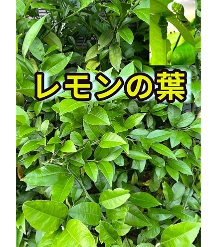 レモンの葉とみかんの葉　蝶々の餌　青虫の餌　無農薬 レモンの葉とみかんの葉 蝶々の餌 青虫の餌 無農薬