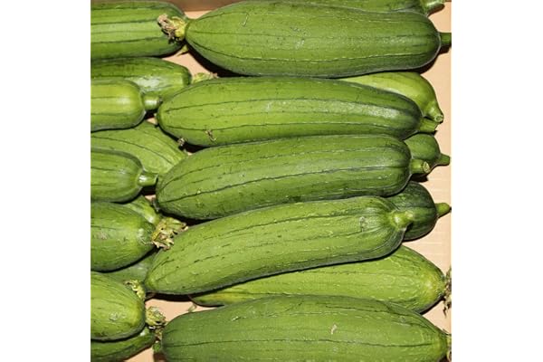 Amazon Co Jp Best Sellers The Most Popular Items In Fresh Squash Gourds