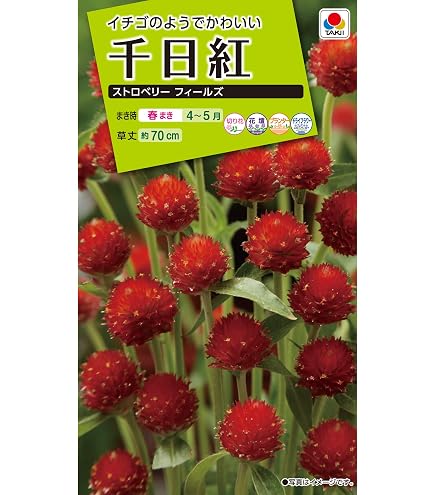 Amazon | アタリヤ農園 ガーデニング用品 種 ストロベリーフィールド