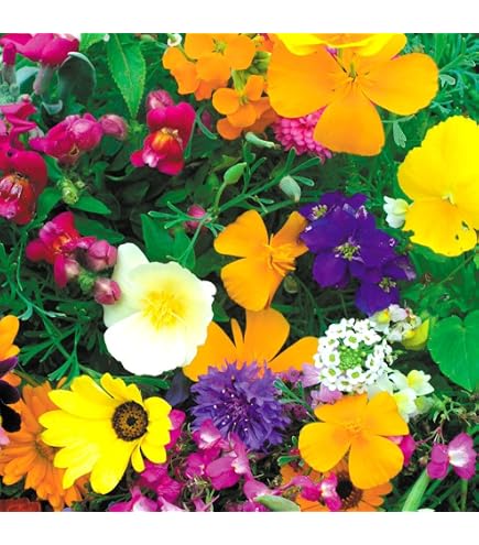 Amazon.co.jp: 種 花たね 夏咲福寿草 1袋(2000mg) / 国華園 26年春商品