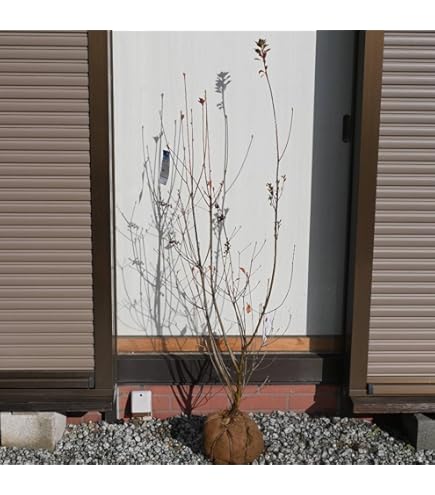 Amazon.co.jp: 希少 カカオ苗木 チョコレートの木 : DIY・工具・ガーデン