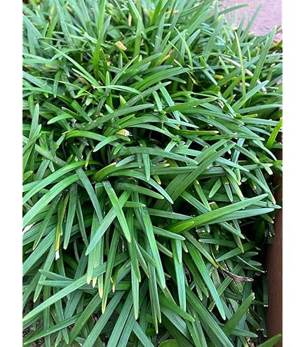 Amazon.co.jp: タマリュウ(玉竜)ポット 120pot （植え付け方付）2.5号