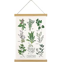 les fines herbes フレーム入り　ハーブ　アートポスター 植物学者らによって保存された植物標本ディスプレイ - ハーブ