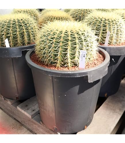 Amazon.co.jp: 柱サボテンブランチ 約7号 大型大株 多肉植物