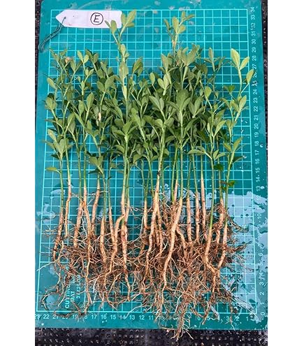 Amazon.co.jp: 農薬不使用 カラタチ実生苗 20苗 ／ 柑橘 枳殻 台木