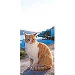 猫 iPhone 15,14,13,12,11,X 壁紙(1125x2436) Katzen des Suedens 2023: Kalender 2023 猫 iPhone 15,14,13,12,11,X 壁紙(1125x2436) Katzen des Suedens 2023: Kalender 2023