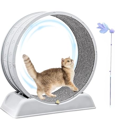 Amazon.co.jp: GLOLIT 大型のキャットホイール 直径80cm 室内飼い猫の