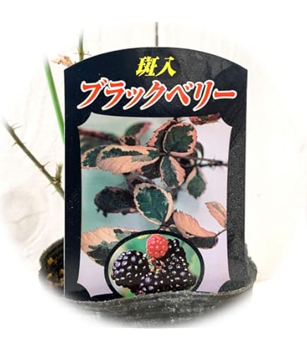 ボイセンベリー　抜き苗 hanahiroba_tn05-014n001-02