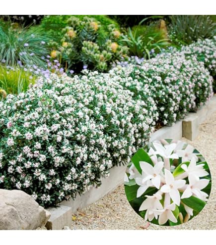 Amazon.co.jp: 沈丁花(ジンチョウゲ)白 30cm前後(鉢底から) : DIY