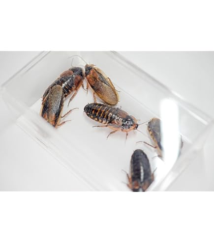 Amazon | 【りとるでーもん】デュビア 成虫 オス 50匹【入数選択可能