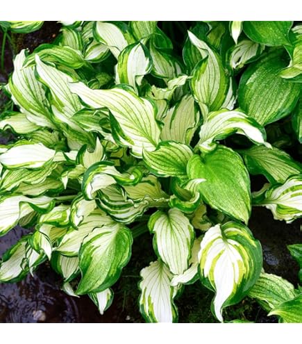 Amazon｜ギボウシ ギボウシ ホスタ 景観植物｜観葉植物
