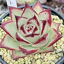 多肉植物　エボニー　韓国苗 71N3bBzWoAL._AC_UL210_SR210,