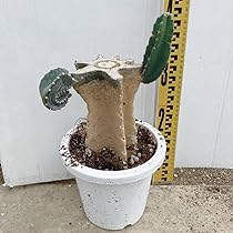 5本限定価格4 柱サボテン 鬼面角　5頭発根　サボテンブランチ　ドライガーデン まとめ買いok 柱サボテン 鬼面角 5頭発根 サボテンブランチ