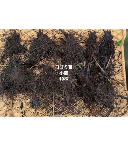 Amazon | [ 山菜 ] コゴミ苗 3.5寸ポット | 野菜