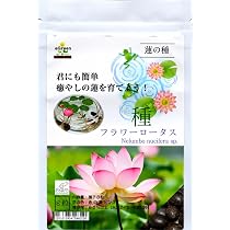 Amazon.co.jp: ミニハスの種 茶碗蓮 ハスの種 屋内外植付け可能 お得な