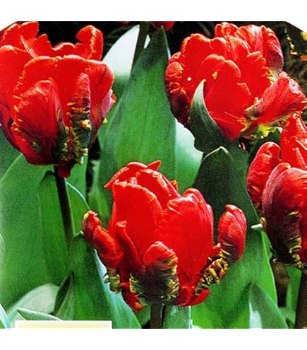 Amazon.co.jp: チューリップ 球根 ミステリーバレー 2球 八重咲き