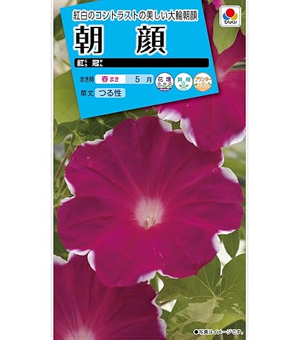 Amazon.co.jp: 朝顔の種 50粒 花 あさがお たね : DIY・工具・ガーデン