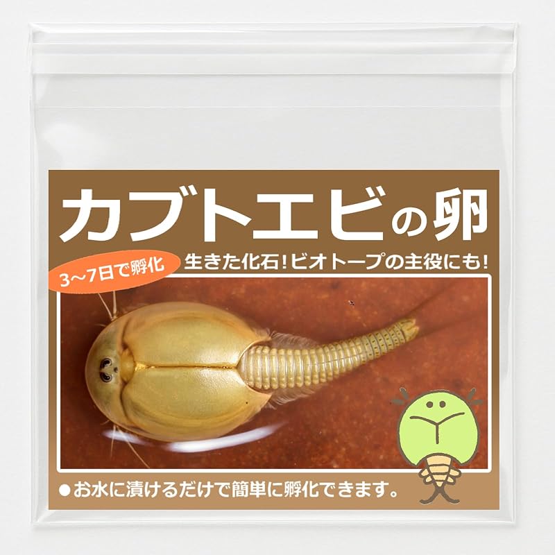 [生き餌屋] 淡水 カブトエビの卵