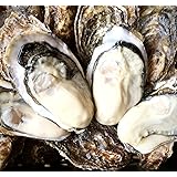 【北海道 厚岸名産 生牡蠣 殻付き牡蠣 LLサイズ 10個 (120g～150g/1個) 軍手・カキナイフ付】 満天☆青空レストランでご紹介された厚岸の極上殻付き牡蠣！お取り寄せ ギフト 生かき 生がき 生ガキ 真牡蠣 生食用 かき カキ (殻付き牡