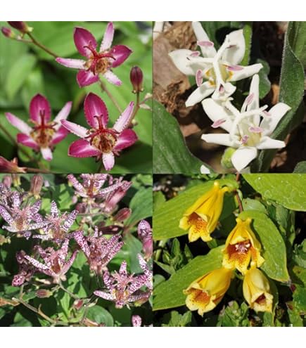 Amazon | [ 山野草苗 ] ホトトギス「妖精」 | 花