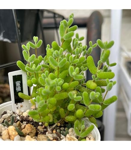 Amazon｜日本花キ流通 多肉植物 hmドロサンテマム グロボーサム 蜜橘