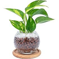 71NZ4kjL8DL._AC_UL210_SR210,