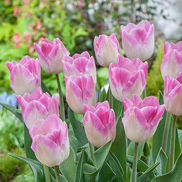 Amazon.co.jp 最新リリース: 園芸用種・苗 の新着ランキングです。