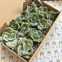 Amazon.co.jp: 多肉植物 ラブリーローズ カット苗セット 7 : DIY