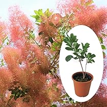 71NjkdZWJxL._AC_UL210_SR210,