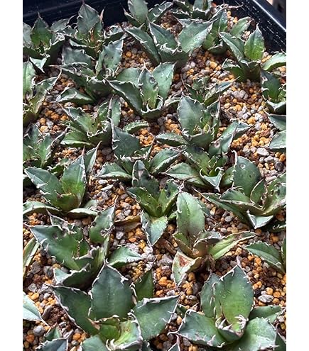 Amazon.co.jp: 四国ガーデン アガベ・オテロイ(チタノタ・グリーン）2