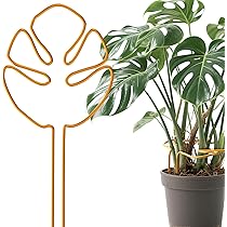 Amazon | Neiang モンステラ 支柱 1本 観葉植物 支柱 モンステ 植物