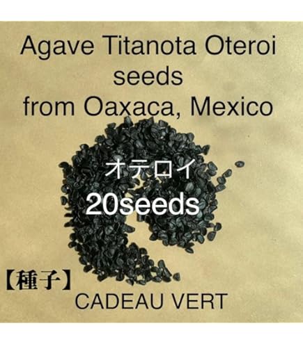 Amazon.co.jp: 約100粒 アガベ オテロイ オアハカ Agave oteroi Oaxaca