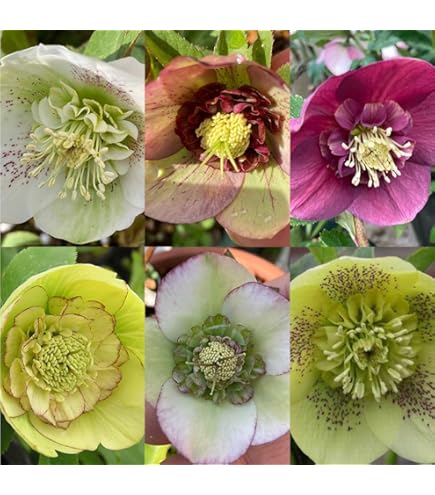 Amazon.co.jp: クリスマスローズ 利休 4号ロングポット開花株 9鉢 実生