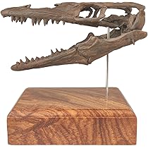 #142 化石翼龍 フィギュア Amazon.co.jp: 菊石 モササウルス 骨格 フィギュア 頭蓋骨 水生
