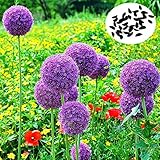 25pcsアリウムGiganteum種子パープル工場DIYホームガーデン