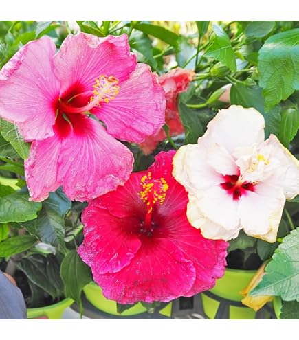 Amazon.co.jp: ハイビスカス ミセスユミ 7号鉢 夏の花 2色咲き 人気