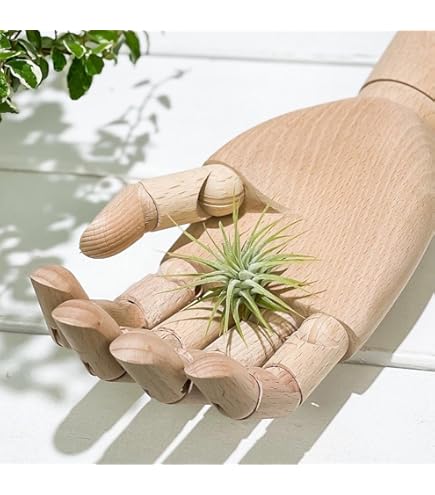 Amazon｜観葉植物：チランジア エアープランツ ドラティ 現品