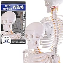 Amazon.co.jp: 【理学療法士×整体師W監修】 人体模型 1/2 全身骨格模型