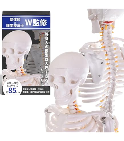 Amazon.co.jp: 背骨モデル 45CM 人体脊椎模型椎間板と神経 頚椎 胸椎