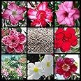 多肉植物 種 アデニウム・オベムス MIX種子１０粒 保障２粒 塊根植物 オリジナル発芽促進液付き [並行輸入品]