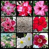 多肉植物 種 アデニウム・オベムス MIX種子１０粒 保障２粒 塊根植物 オリジナル発芽促進液付き [並行輸入品]