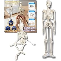 Amazon.co.jp: After7 1/4 全身 骨格模型 人体模型 ミニ 45cm 卓上