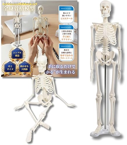 骨格標本　人体サイズ 国際規格認証品】ミニサイズ 成人男性 人体模型 85cm 神経根有り 全身