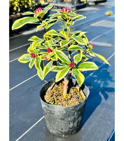 Amazon.co.jp: 斑入りガジュマル 黄斑 曙斑 挿し穂1本 : DIY・工具