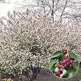 国華園　果樹苗　ジューンベリー　ロビンヒル　1株【※発送が国華園からの場合のみ正規品です】