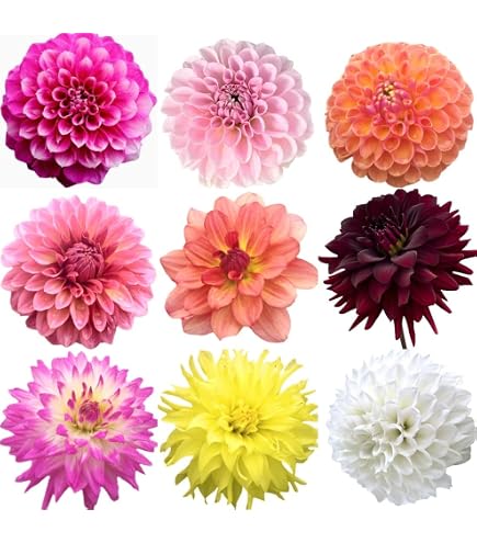 Amazon.co.jp: カフェオレディナープレート ダリア球根、植物、根、花