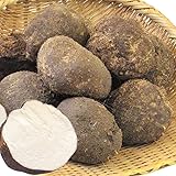 山いも 10kg 山の芋 山芋 石川産他 食品