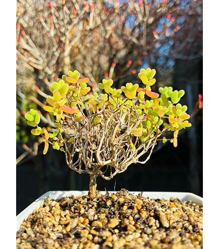 Amazon｜ドロサンテマム 蜜橘 根っこ の抜き苗 5cm鉢 多肉植物｜観葉
