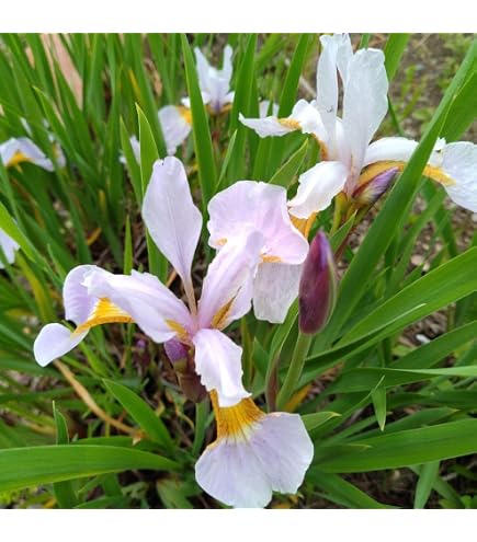 Amazon.co.jp: アヤメの苗 菖蒲の苗 8本セット 春植え付け 初心者向け